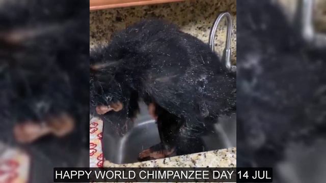 Pet Cute Animals - Happy World Chimpanzee Day 14 Jul смотреть онлайн