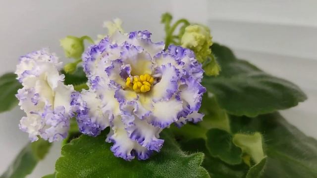 Фиалка ЛЕ-Золото Нибелунгов смотреть онлайн