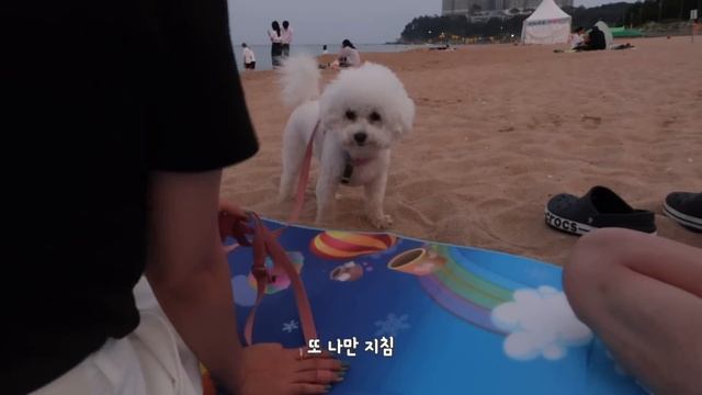 SUB) 강아지들과 함께라서 더 행복했던 7월 일상vlog | 다이어트 식단?, 절약 어플 추천?, 첫 장거리 운전?, 밥풀이 생일파티?, 강아지 3마리와 계곡가기 смотреть онлайн