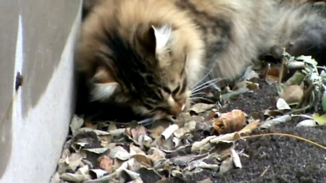 Кошка ест мышь.Самое жуткое видео смотреть онлайн