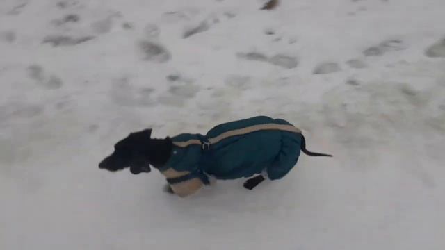 Такса Макс гуляет в Озерках. смотреть онлайн