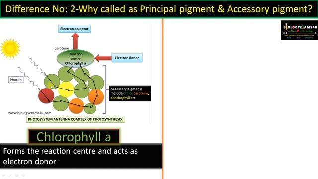 Difference between Chlorophyll a and Chlorophyll b in photosynthesis. смотреть онлайн