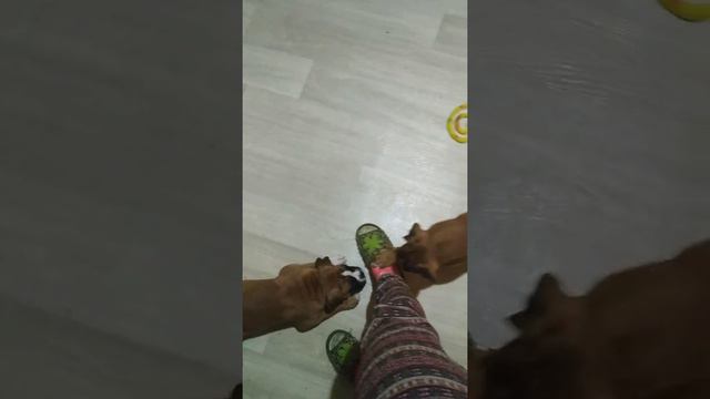 Щенки немецкого боксера 🐾 питомник INTUITUS CANEM