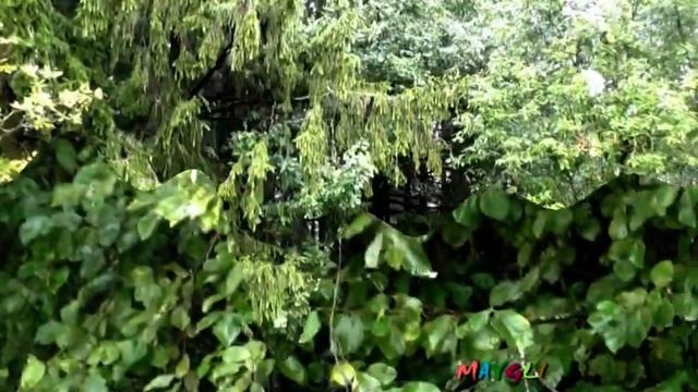 Ложные Дождевики Несъедобные грибы. смотреть онлайн