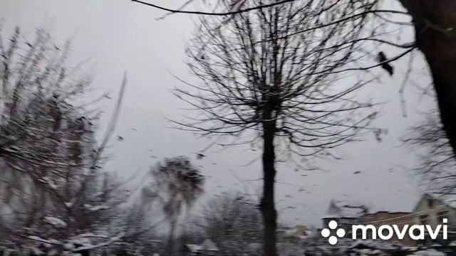 Растим рукколу под снегом #руккола #огород #зелень смотреть онлайн