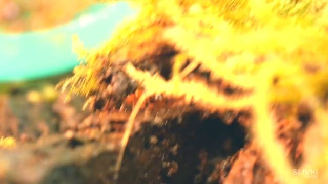 Eternal Terrarium - [2 years later] смотреть онлайн