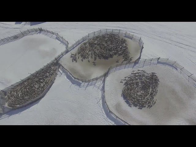 Хоровод (кружение) оленей. Ловозерская тундра, Полмос. смотреть онлайн