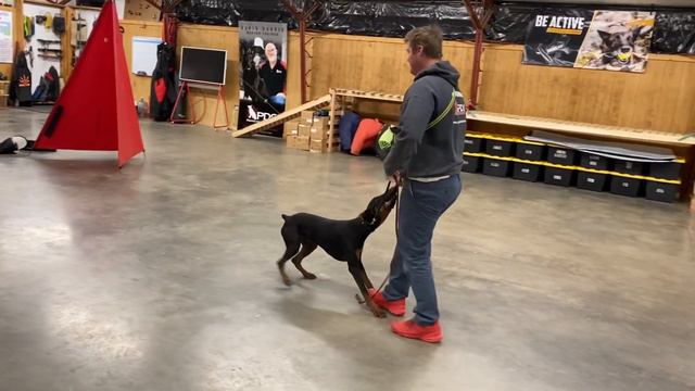 Elite Super Doberman In Training "Simon" AKA Chicago 9 Mo's Power House Training & Development @ PD смотреть онлайн
