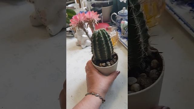 Я тебе поставлю лайк! Цветет гибридный эхинопсис. смотреть онлайн