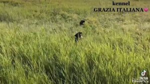 Левретка. Щенки левретки. Формирование и развитие навыков в дикой природе. Питомник ,Premium. (720p)