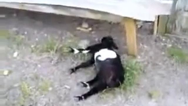 вроде козы которые при испуге притворяются мёртвыми)))) смотреть онлайн