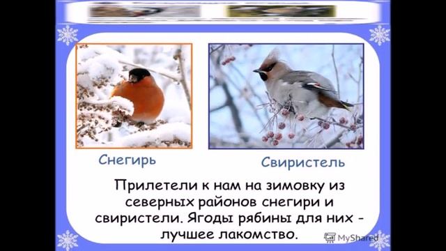 Проект Живая природа зимой.Окружающий мир 2 класс смотреть онлайн