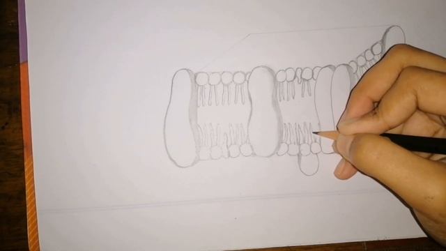 How to draw fluid mosaic model of plasma membrane। Esha смотреть онлайн