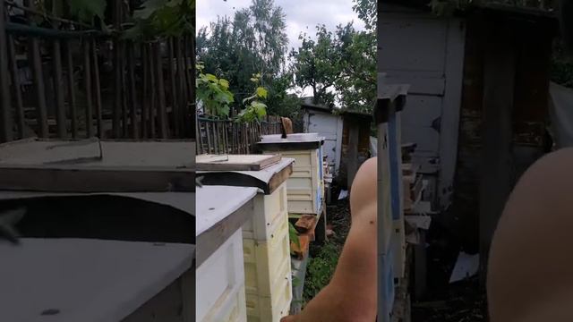 За ідею. Розбор гнізда племінної матки. Унас АКАЦІЯ дає. Бурный взяток из АКАЦИИ. смотреть онлайн