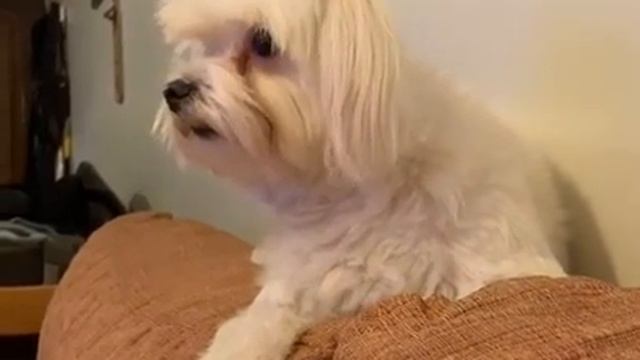 Реакция на пса в телевизоре смотреть онлайн