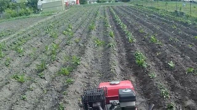 Вытаптываем сорняки мотоблоком смотреть онлайн
