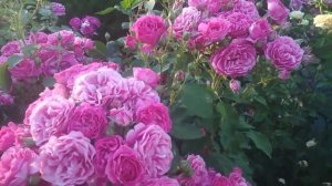 Розы группы шраб. Maria Renaissance (Мария Ренессанс)