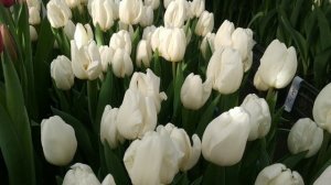 Выгонка тюльпанов к 8 марта. Новые сорта плюсы и минусы.