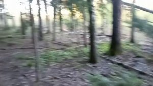 Субстрат для посадки голубики. Гнилая древесина.