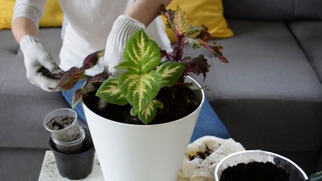 Композиция из колеусов смотреть онлайн