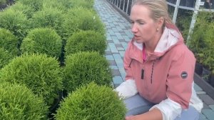 Туя западная Хозери