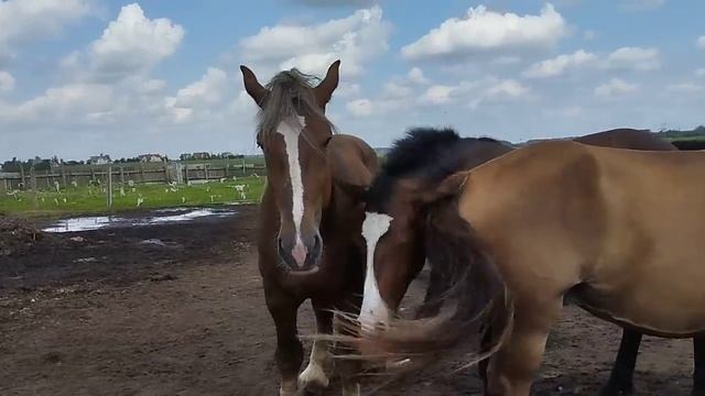 Советский тяж пришел к кобылам смотреть онлайн