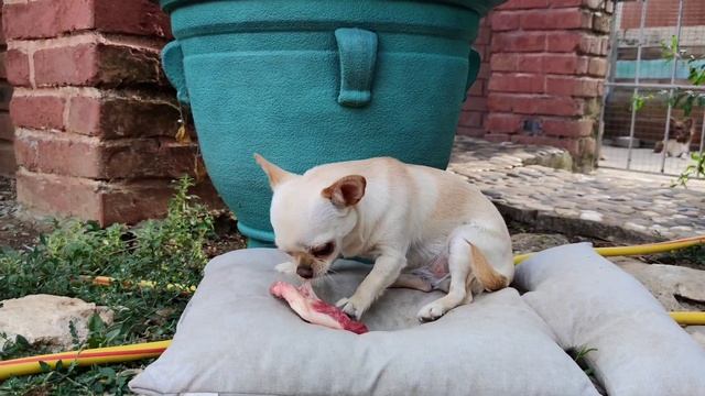 ГОВЯЖЬИ КОСТИ ДЛЯ МАЛЕНЬКИХ СОБАЧЕК.ХРЕБЕТ, РЁБРА, ЛОПАТКА, ЧТО МОЖНО ДАТЬ? смотреть онлайн