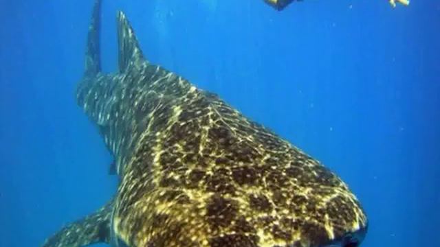 Мальдивы, Эйдафуши - House de Coral 3 Star смотреть онлайн