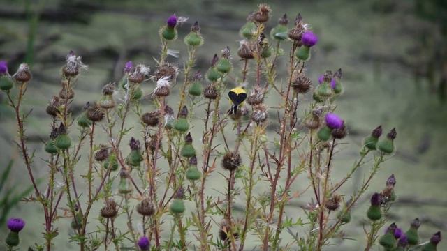 Beautiful finch feeding on thistle at the Highland Heron Rookery смотреть онлайн