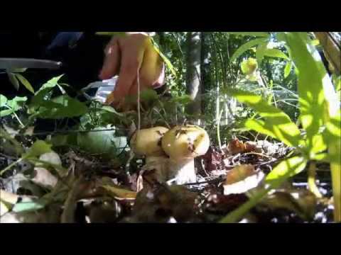 Эксклюзивная охота, собираю валуи смотреть онлайн