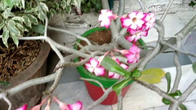 How to get more flowers in adenium /dormancy time in adenium /why adenium leaves turning yellow & f смотреть онлайн