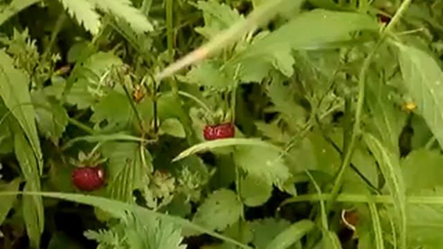 Молодой клён. Цветы. Ромашки. Земляника. Лето. смотреть онлайн