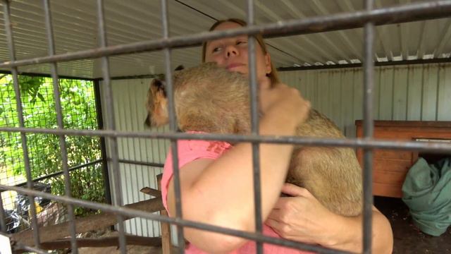 EP6 A Társállat kutatócsoport és az Etológia tanszék múltja, jövője смотреть онлайн