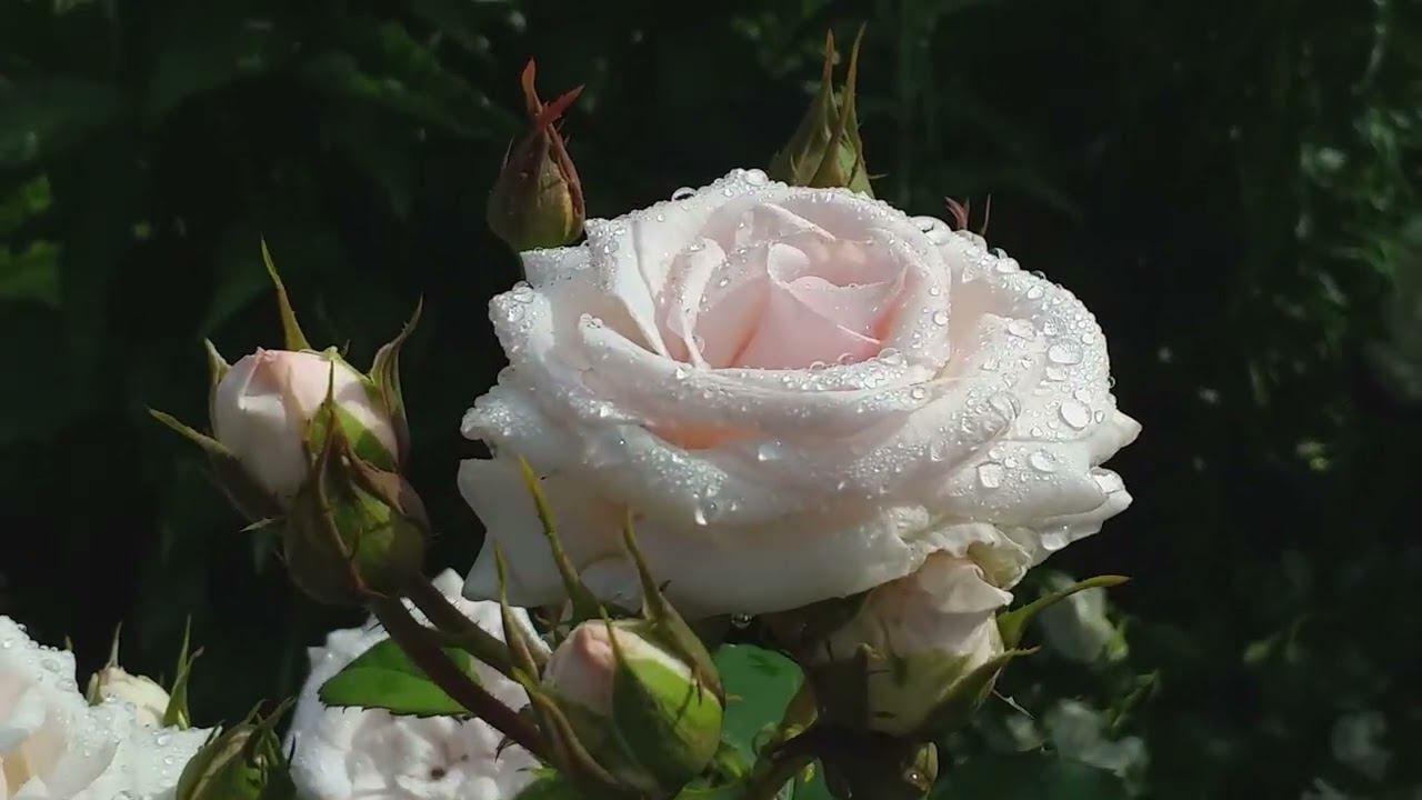 РОЗЫ НЕЖНЕЙШИХ ОТТЕНКОВ... Съемка 8 июля смотреть онлайн