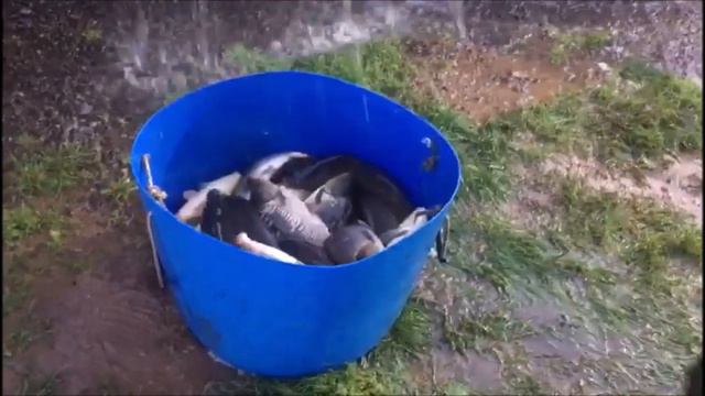 Клевое место д.Савельево.ЗАРЫБЛЕНИЕ КАРПОМ 3 и 4 сектора! смотреть онлайн