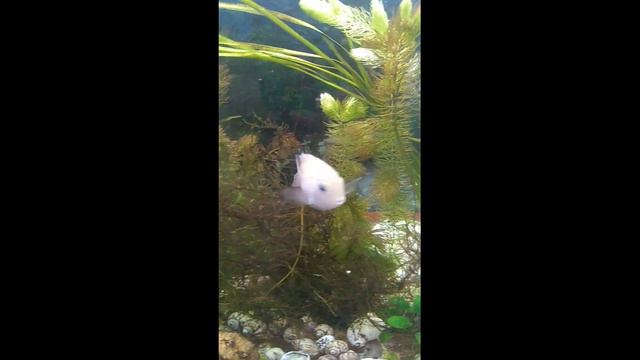 Рыбка,не известной породы)))) смотреть онлайн