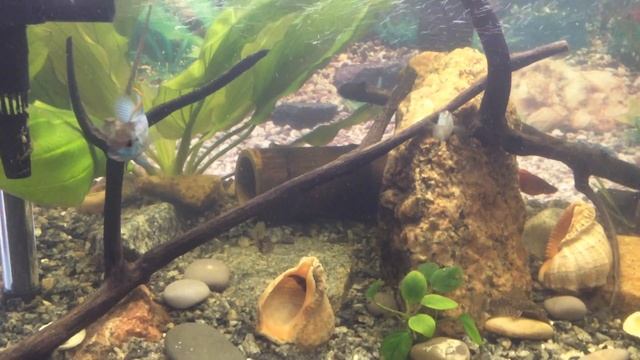 Анциструс в поисках пищи. Аквариум 100 литров. смотреть онлайн