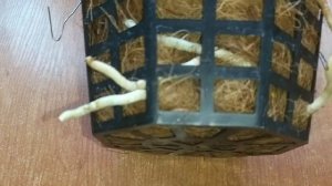 ОРХИДЕИ ВАНДЫ _ УСПЕШНЫЕ СПОСОБЫ ВЫРАЩИВАНИЯ _