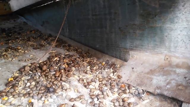 ██Уличная клетка для кроликов/ размеры/ плюсы и минусы смотреть онлайн