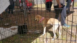 Как собаки находят семью / Suncoast Animal League / Собачий приют