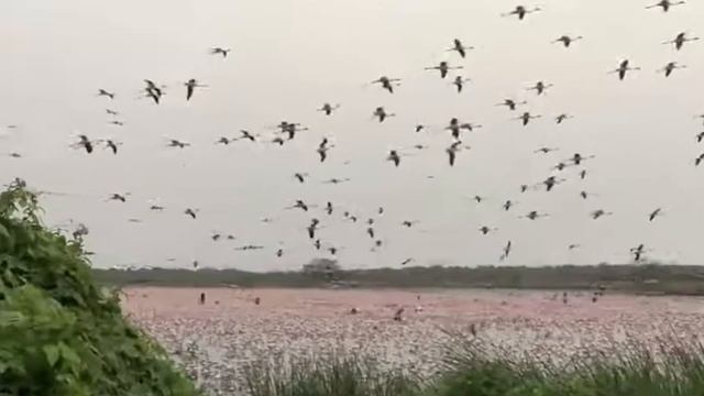 В Мумбаи прилетело рекордное количество фламинго смотреть онлайн