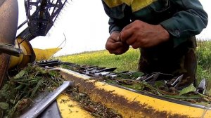 Уборка многолетних трав на семена козлятника комбайном  New Holland.