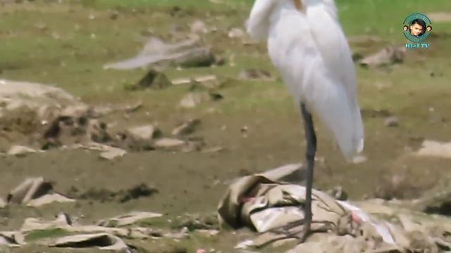 canon powershot sx70 hs zoom test. смотреть онлайн