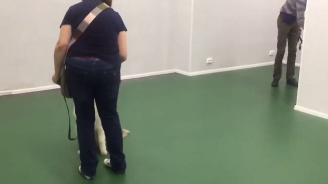 Занятия по Курсу "Мой щенок" смотреть онлайн