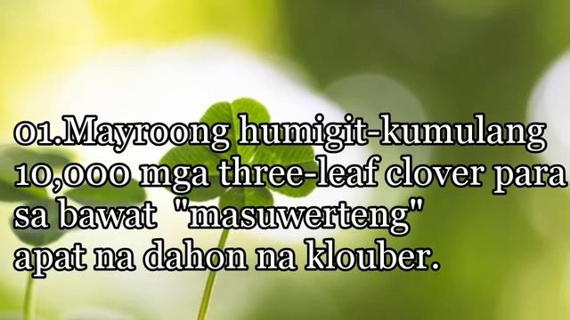 BAKIT NGA BA ITINURING NA PINAKA SWERTE ANG FOUR LEAF CLOVER ,Alamin