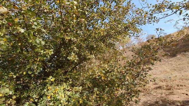 Время собирать боярышник , шиповник!!! смотреть онлайн