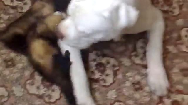 7 хорьков vs американский бульдог смотреть онлайн