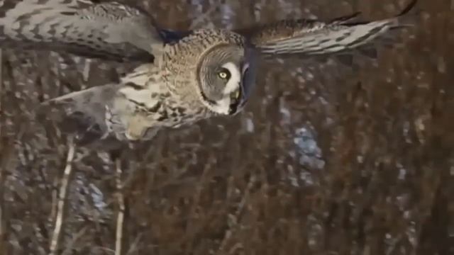 Зимняя охота совы. смотреть онлайн