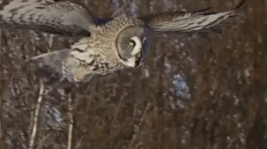 Зимняя охота совы.