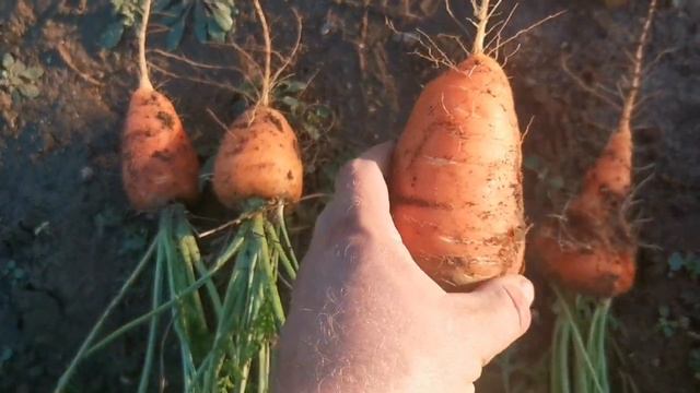 Копаем ГЭРАНДСКУЮ РАННЮЮ Старинную морковь в POMIDOM.RU смотреть онлайн